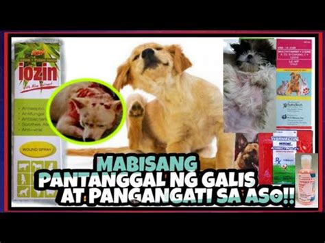 GAMOT SA GALIS AT PANGANGATI NG BALAT NG ASO.